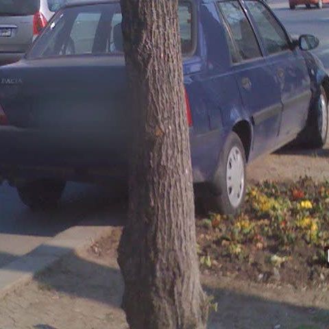 O maşină a fost parcată peste florile sădite pe marginea drumului