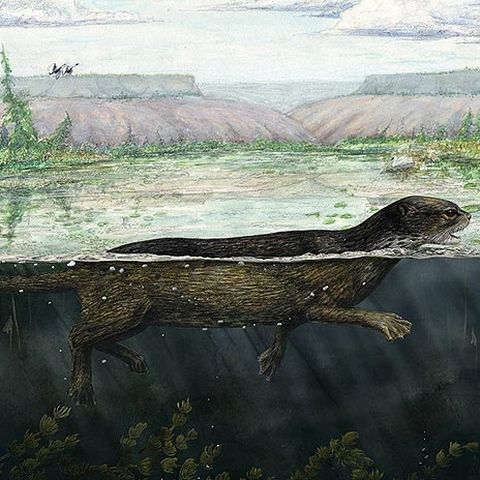 Puijila Darwin, foca cu picioare, ne arată cum au evoluat focile moderne