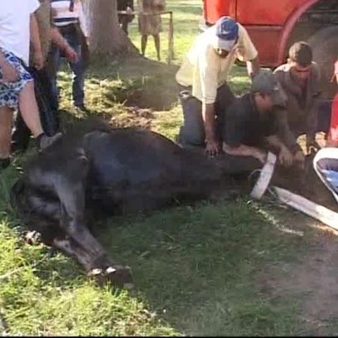 Pompierii prahoveni s-au chinuit mai bine de o oră să scoată un cal dintr-un canal adânc de doi metri plin cu apă