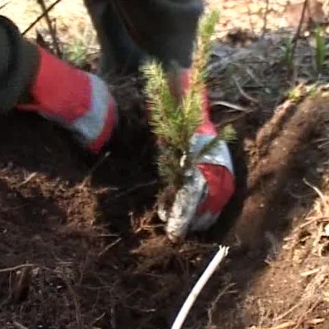 Peste 30 de iubitori ai motoarelor au plantat puieţi de brad
