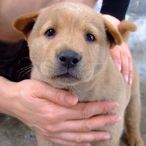 În parcul Kiseleff weekend-ul trecut bucureştenii au putut adopta un căţel