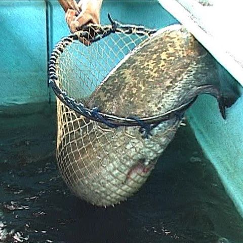 Patruzeci de pescari s-au întrecut în concursul Info Pescar 2009