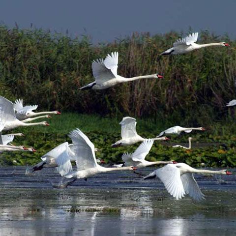 Migraţia păsărilor şi plimbările cu şalupa, printre atracţiile sezonului turistic în Delta Dunării