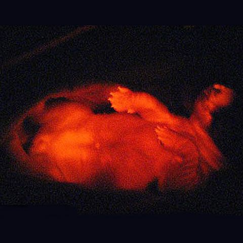 Căţeluşul clonat care străluceşte roşu în întuneric - FOTO