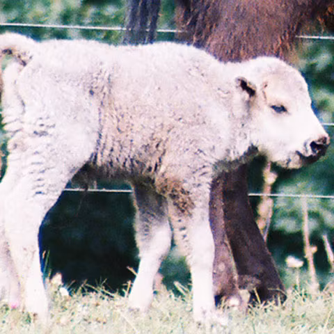Un pui de bivol albinos, extrem de rar, a fost văzut în Kenya