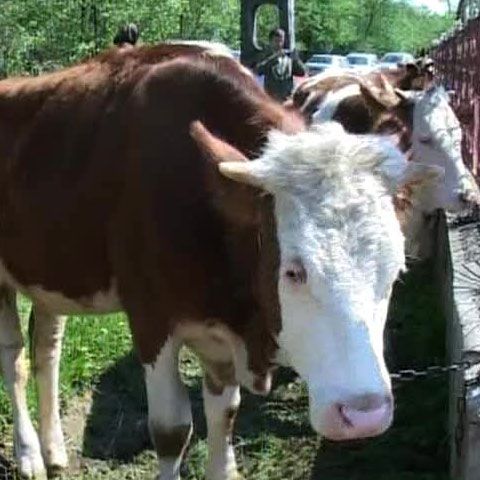 Mai mulţi oameni din judeţul Hunedoara participă la promovarea zootehniei 