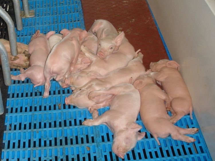 Alertă de virus: Autorităţile române iau măsuri de prevenire a gripei porcine