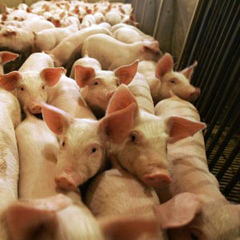 Crescătoriile de porci nu pot fi incriminate pentru epidemia de gripă la oameni în Mexic