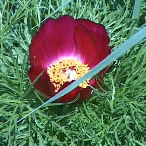 Bujorii de stepă din Mureş au înflorit cu o săptămână mai devreme