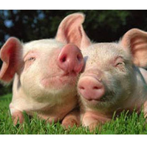 Colegiul Veterinarilor recomandă personalului veterinar să se protejeze, ca urmare a gripei porcine