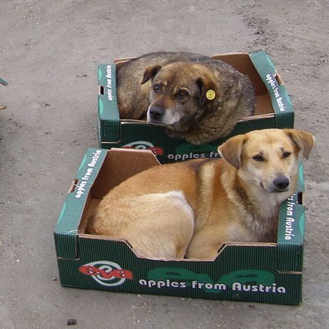 Vizele impuse românilor lasă nesterilizaţi maidanezii din Chişinău