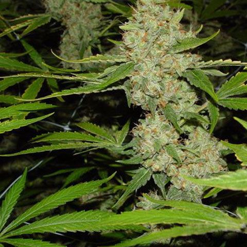 Senatul mexican legalizează posesia unor cantităţi mici de droguri