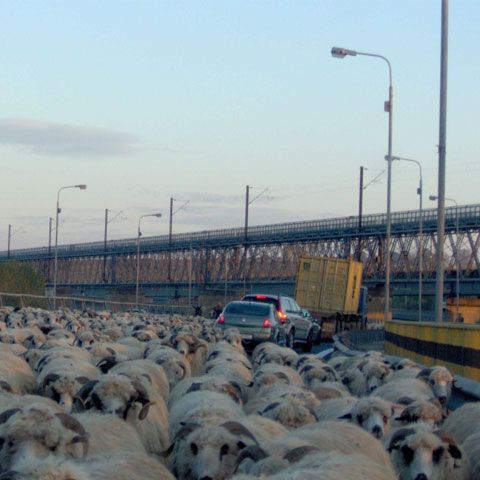 Made în România: O turmă de oi se plimbă nestingherită pe Autostrada Soarelui - VEZI FOTO