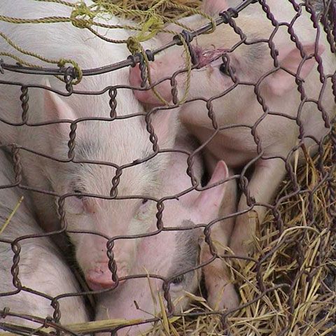 Organizaţia Mondială a Sănătăţii a ridicat gradul de alertă pandemică de la 4 la 5 