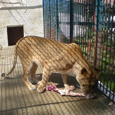 Primăria Ploieşti a decis alocarea a 12,5 milioane lei pentru reabilitarea Grădinii Zoologice