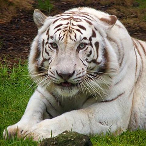 REALITATEA.NET vă prezintă Lista Roşie a speciilor pe cale de dispariţie. Vezi aici cele mai ameninţate animale! - GALERIE FOTO