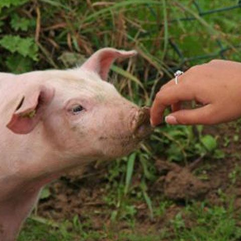 Românii vor primi acasă scrisori de informare asupra gripei porcine 