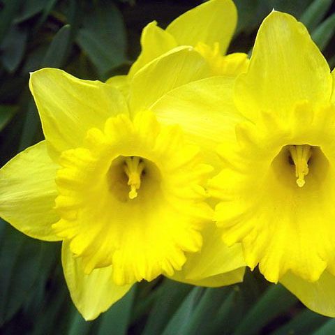 O substanţă secretată de narcisele galbene, soluţie pentru tratamentul bolii Alzheimer