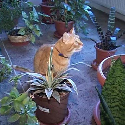 Animale folosite pentru dezvoltarea armonioasă a copiilor, la o şcoală din Timişoara