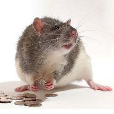 Un om de afaceri şi-a văzut toate economiile de-o viaţă mâncate de şoareci