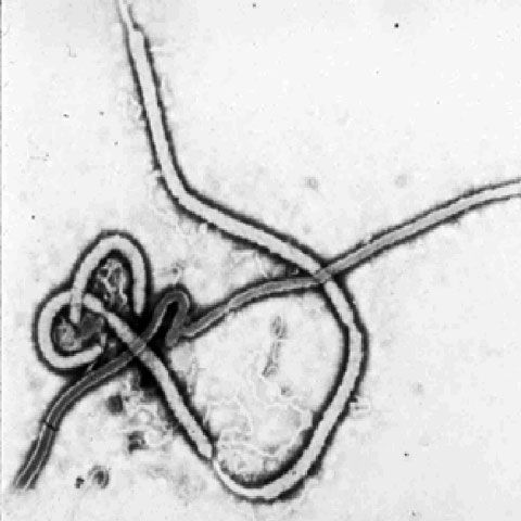 Virusul gripal este doar unul dintre virusurile care provoacă boli periculoase