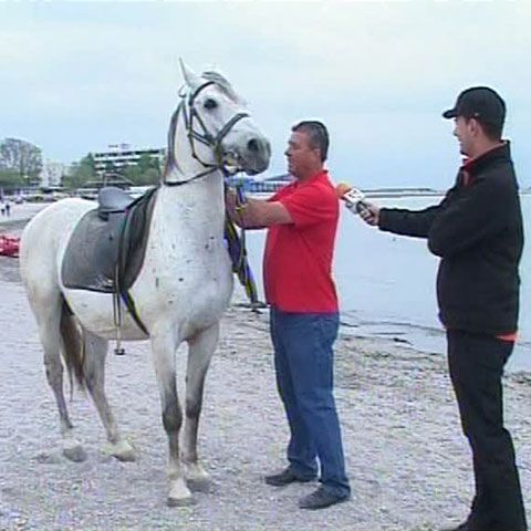 La herghelia de la Mangalia sunt crescuţi peste 300 de armăsari de rasă, pentru echitaţie şi plimbări pe plajă