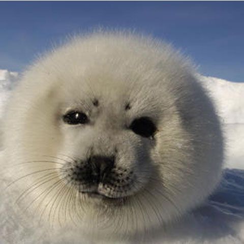 Produsele din focă, interzise în Europa