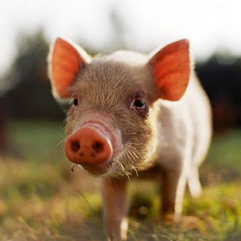 Unicul porc din Afganistan este în carantină din cauza gripei porcine