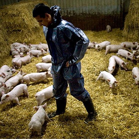 Bilanţul gripei porcine în Mexic a crescut cu 13 noi decese