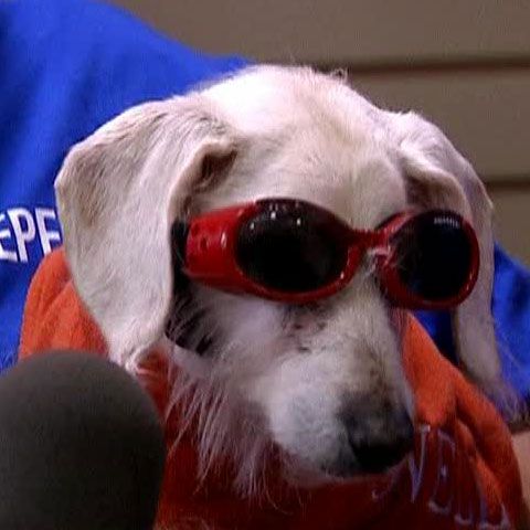 La 21 de ani, un câine din SUA este cel mai bătrân din lume 