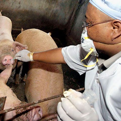 Cei care au avut gripă porcină ar putea fi imuni la un al doilea val pandemic, spun cercetătorii