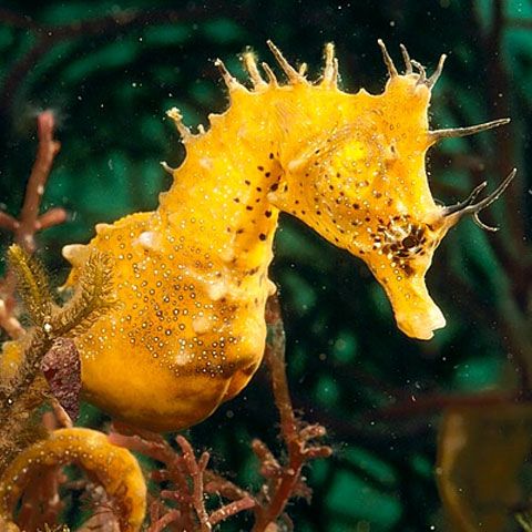 Căluţii de mare britanici, ameninţaţi cu dispariţia