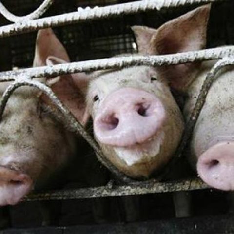 Noul virus al gripei are două gene de la virusuri porcine depistate numai în Europa