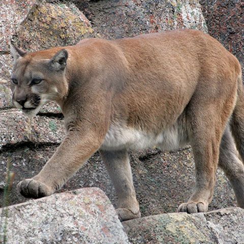 REALITATEA pe NET: Un câine din SUA s-a luptat cu o puma pentru a-şi apăra stăpânii