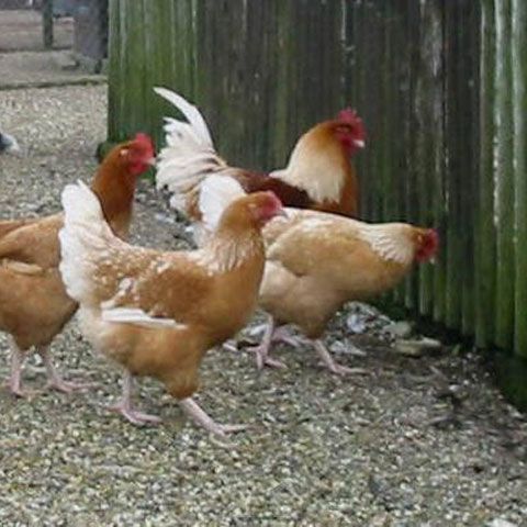 Egiptul înregistrează 69 de cazuri de gripă aviară