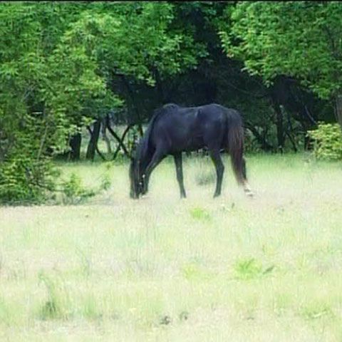 Pădurea Letea, singurul loc din Europa unde cresc liane