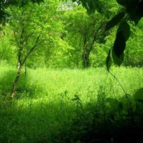 Direcţia Silvică Giurgiu a împădurit peste 100 hectare teren cu circa 400.000 de puieţi