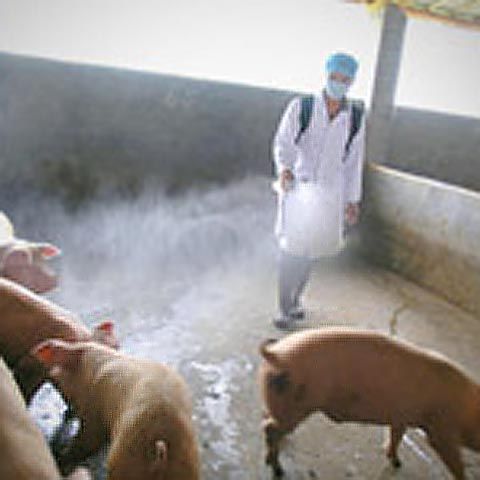 Telenovelele mexicane, mai puţin siropoase din cauza gripei porcine