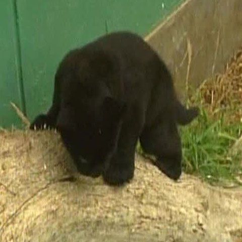Un pui de jaguar negru a devenit vedeta de la zoo Lima