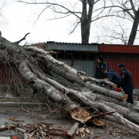 Un copac smuls de vânt a căzut peste trei autoturisme, în Constanţa