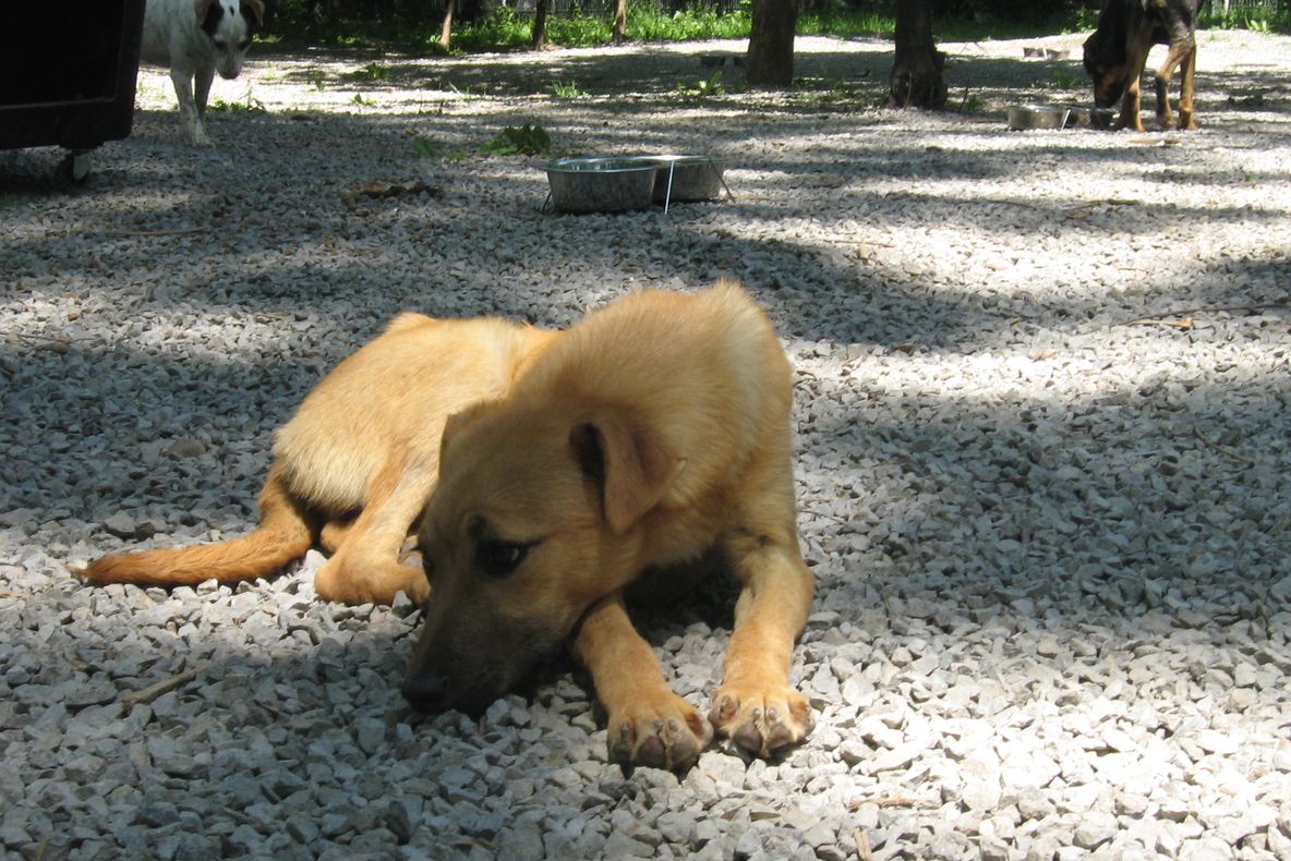 Adoptă gratis un câine, în primele zece zile ale fiecărei luni. Vezi aici ce căţei sunt oferiţi de Poliţia Animalelor! - GALERIE FOTO