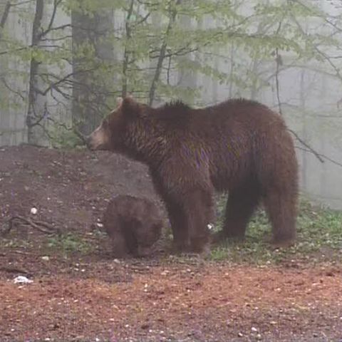 Urşii de pe Valea Prahovei au început să coboare în oraşe după mâncare 