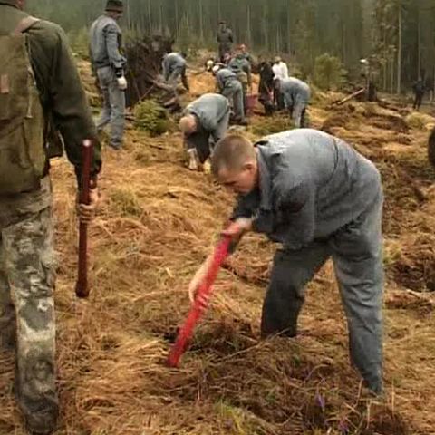 30 deţinuţi de la Penitenciarul din Bistriţa au plantat 600 de puieţi