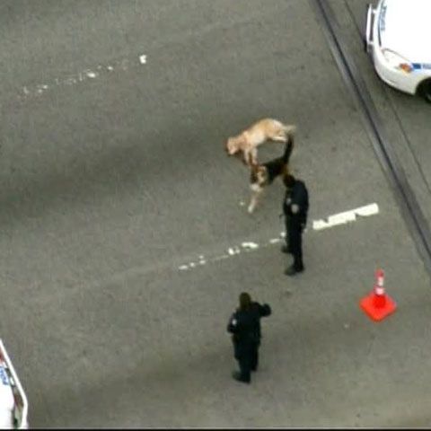 Un câine şi-a păzit prietenul rănit în mijlocul unei autostrăzi din SUA