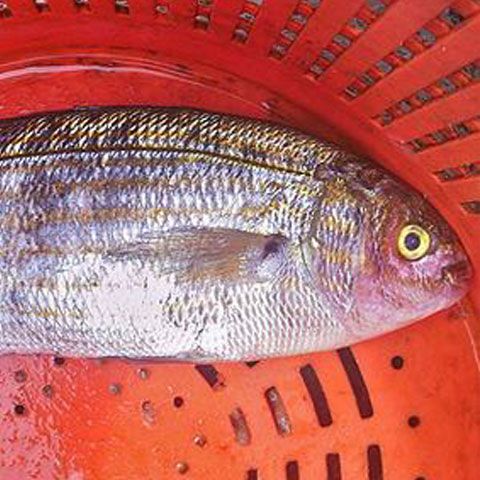 Peştele halucinogen, descoperit pe coastele Marii Britanii