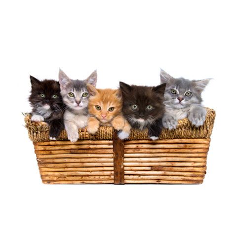 Alege o pisică din "Coşul cu pisici"