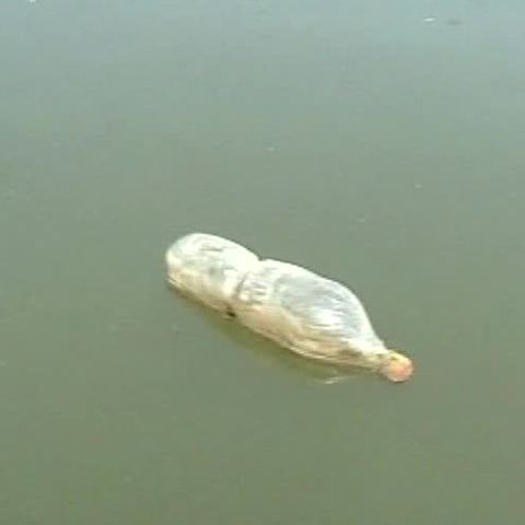 Zeci de elevi şi voluntari din Dej au strâns gunoaiele de pe Someş 