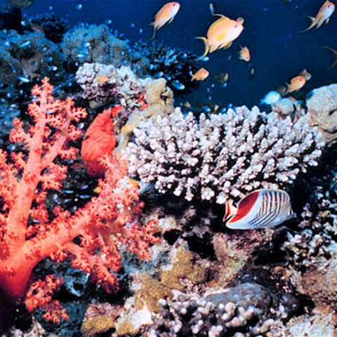 Schimbările climatice omoară cei mai importanţi corali din lume