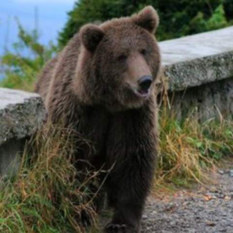 În Sinaia o ursoaică s-a urcat cu puiul ei în vârful unui copac, de frica turiştilor