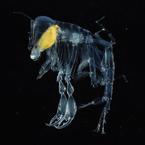 Creaturi din adâncuri: Ce se ascunde în apele oceanelor? - GALERIE FOTO